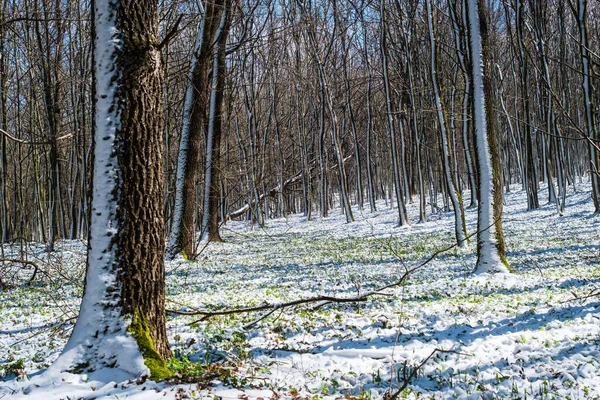 Voorjaarsbos Sneeuwval Lente Het Bos Groen Gras Bloemen Bomen Bedekt Stockafbeelding