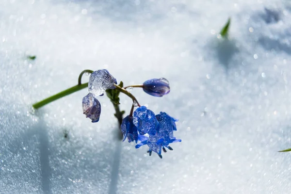 Squill Wood Squill Blue Flowers Sprout Spring Snow Scilla Bifolia Stock Image