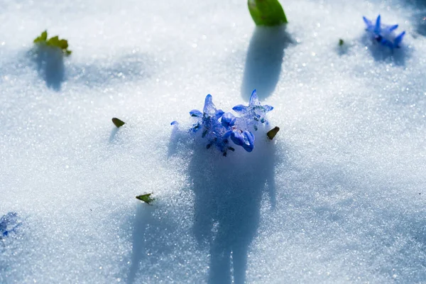 Squill Wood Squill Blue Flowers Sprout Spring Snow Scilla Bifolia Royalty Free Stock Images