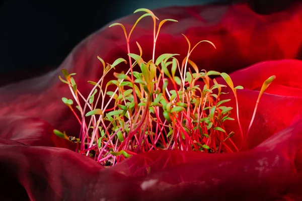 赤いビートのマイクログリーンの芽は 水滴と黒の背景で閉じます ビートやマンゴールド芽創造的なショット 食べ物の装飾 スーパーフード 健康的な食事のコンセプト — ストック写真
