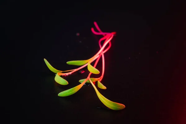赤いビートのマイクログリーンの芽は 水滴と黒の背景で閉じます ビートやマンゴールド芽創造的なショット 食べ物の装飾 スーパーフード 健康的な食事のコンセプト — ストック写真