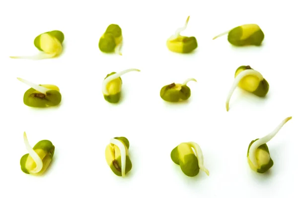 芽在白色背景上被隔离 白色背景的绿草种子 发芽的绿豆 Vigna Radiata Beans — 图库照片