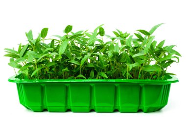 Mung fidan tepsisiyle ateş ediyor. Beyaz arka planda yeşil gram fidan. Ev yapımı fasulye filizi. Vigna genç bitkileri aydınlatır.. 