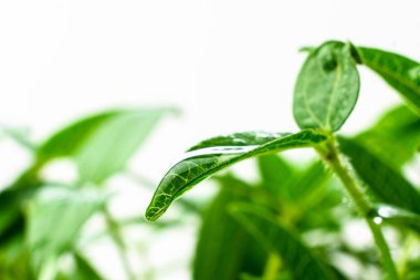 Mung yakın çekim yapıyor. Beyaz arka planda yeşil gram fidan. Ev yapımı fasulye filizi. Vigna genç bitkileri aydınlatır.. 