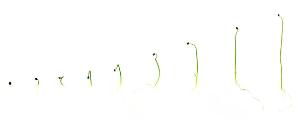 ニンニクのチャイブまたはネギのマイクログリーンの芽は白い背景で閉じます 成長のさまざまな段階で緑のタマネギの若い芽 スーパーフード 健康的な食事のコンセプト — ストック写真