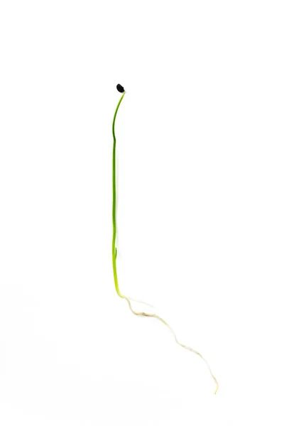 ニンニクのチャイブまたはネギのマイクログリーンの芽は白い背景で閉じます 緑のタマネギの若い芽 スーパーフード 健康的な食事のコンセプト — ストック写真