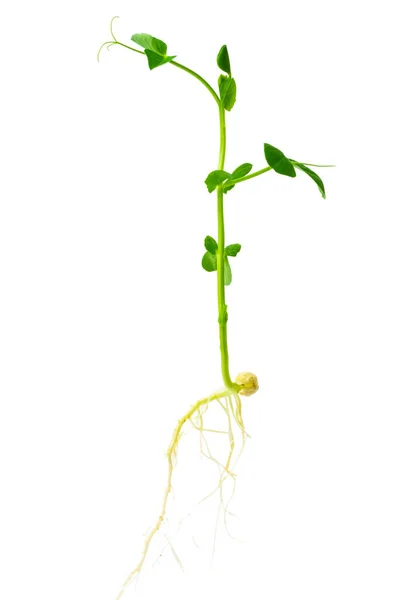 根が閉じているエンドウ豆の若い植物 白い背景に緑のエンドウ豆の苗木 豆のマクロショットの自家栽培の芽 ピスムサティトゥムヤングプラント — ストック写真