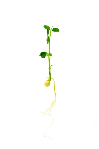 根が閉じているエンドウ豆の若い植物 白い背景に緑のエンドウ豆の苗木 豆のマクロショットの自家栽培の芽 ピスムサティトゥムヤングプラント — ストック写真