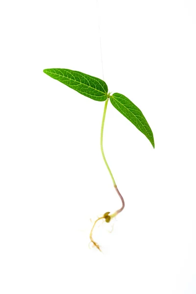 根が閉じている若い植物を刈る 白い背景に緑のグラムがサンプリングされます 緑豆マクロショットの自家製発芽 Vigna Radiata若い植物 — ストック写真