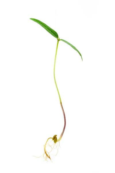 stock image Mung young plant with root close up. Green gram sapling on white background. Homegrown sprout of mung bean macro shot. Vigna radiata young plant.