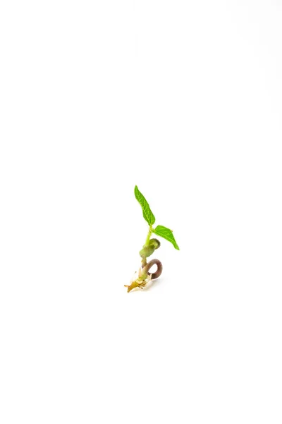 根が閉じている若い植物を刈る 白い背景に緑のグラムがサンプリングされます 緑豆マクロショットの自家製発芽 Vigna Radiata若い植物 — ストック写真