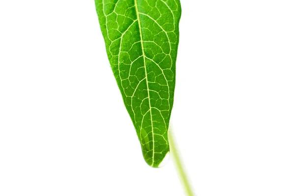 Mung Střílí Zblízka Zelený Gram Stromku Bílém Pozadí Domácí Výhonky — Stock fotografie