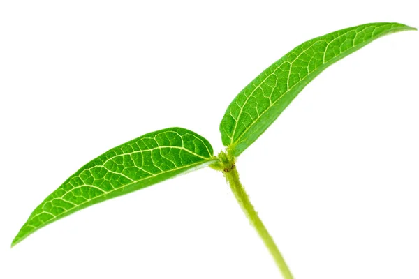 Mung Shoot Close Green Gram Sapling White Background Homegrown Sprout — Stock Photo, Image