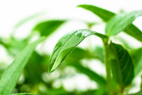 stock image Mung shoots close up. Green gram saplings on white background. Homegrown sprouts of mung bean. Vigna radiata young plants. 