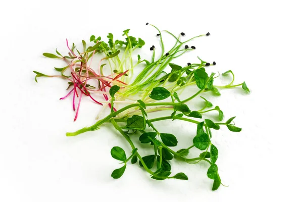 緑のエンドウ豆 ビート マスタード 大根と白の背景にタマネギのマイクログリーンをアーカイブ マイクログリーンの芽の混合物 健康食品のコンセプト ロイヤリティフリーのストック写真
