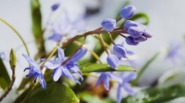 Squill ya da wood squill mavi çiçekler bahar karı altında filizlenir. Scilla bifolia, alp balığı ya da iki yapraklı ciyaklama. Karlı ormandaki ilk bahar çiçekleri