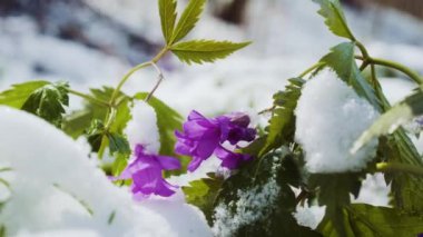 Nuttall 'ın Toothwort, Oak Toothwort veya Slender Toothwort bitkisi bahar karının altında. Ormanda ilkbahar kır çiçekleri. Dişotları su deresinin yanında çiçek açıyor.