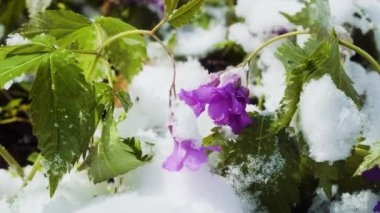 Nuttall 'ın Toothwort, Oak Toothwort veya Slender Toothwort bitkisi bahar karının altında. Ormanda ilkbahar kır çiçekleri. Dişotları su deresinin yanında çiçek açıyor.