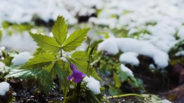 Nuttall 'ın Toothwort, Oak Toothwort veya Slender Toothwort bitkisi bahar karının altında. Ormanda ilkbahar kır çiçekleri. Dişotları su deresinin yanında çiçek açıyor.