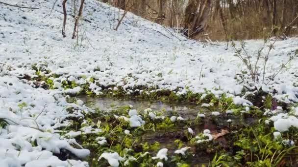 Wiosenny Las Opadach Śniegu Strumień Wody Źródlanej Leśna Rzeka Zimie — Wideo stockowe