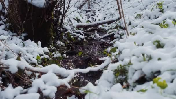 Frühlingswald Nach Dem Schneefall Quellwasser Strömt Waldfluss Winter Grünes Gras — Stockvideo