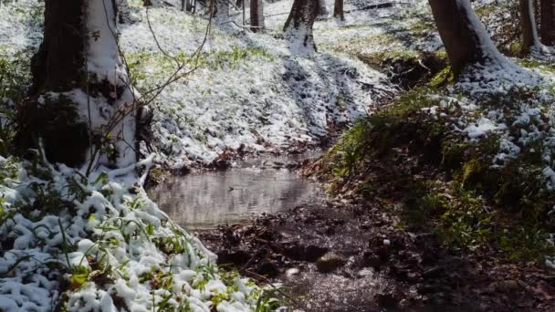Foresta Primaverile Dopo Nevicata Flusso Acqua Primaverile Fiume Della Foresta — Video Stock