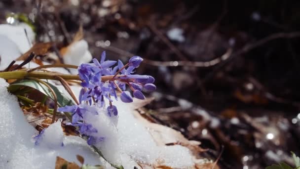 Squill Lub Drewna Squill Niebieskie Kwiaty Kiełkują Pod Wiosną Śniegu — Wideo stockowe