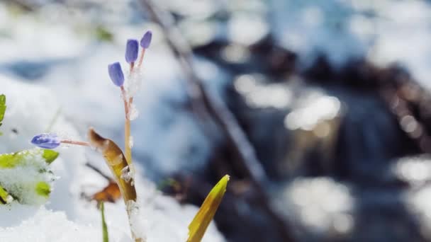 Squill Wood Squill Blue Flowers Sprout Spring Snow River Scilla — Video Stock