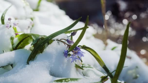 Squill Wood Squill Blue Flowers Sprout Spring Snow River Scilla — Stockvideo