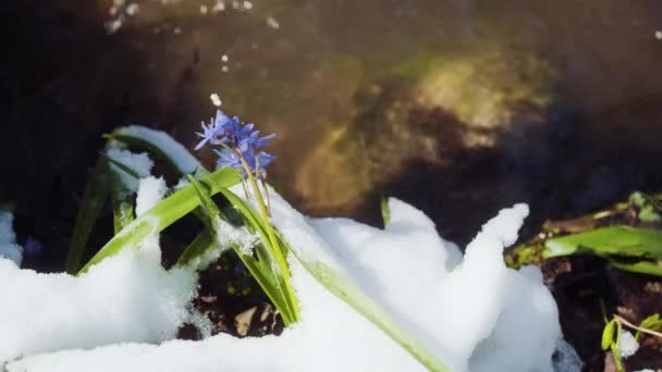 Squill Wood Squill Blue Flowers Sprout Spring Snow River Scilla — Wideo stockowe