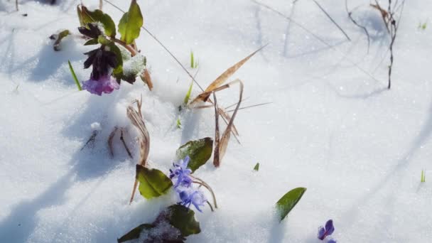 Squill Lub Drewna Squill Niebieskie Kwiaty Kiełkują Pod Wiosną Śniegu — Wideo stockowe