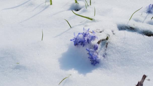 Squill Hout Squill Blauwe Bloemen Ontspruiten Onder Lentesneeuw Scilla Bifolia — Stockvideo