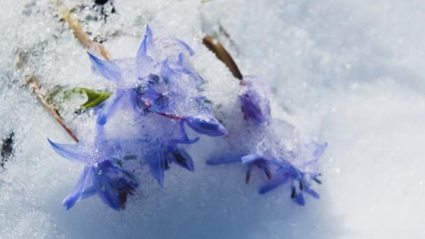 Squill Wood Squill Blue Flowers Sprout Spring Snow Scilla Bifolia — Stock Video