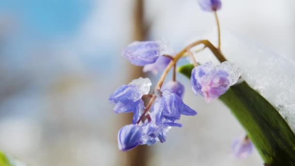 Las Flores Azules Brotan Bajo Nieve Primaveral Scilla Bifolia Squill — Vídeos de Stock