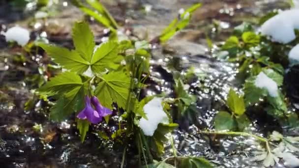 Nuttall Toothwort Oak Toothwort Slender Toothwort Κάτω Από Ανοιξιάτικο Χιόνι — Αρχείο Βίντεο
