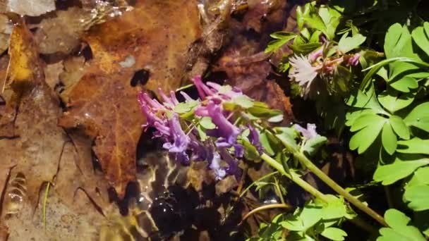 Corydalis Solida Roślin Zwanych Również Fumewort Lub Ptak Krzakach Kwiatów — Wideo stockowe