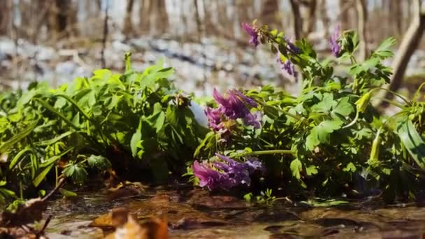 Corydalis Solida Завод Называемый Fumewort Птицы Кустах Цветы Весной Полевые — стоковое видео