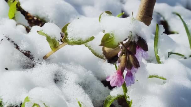 雪と氷で覆われたヨモギの花が閉じます ヨーロッパの森の中で春の野生の花 プルモナリア オフィシナリス Pulmonaria Officinalis ラングーとして知られる 一般的なラングー メアリーの涙または聖母のミルクが落ちる — ストック動画