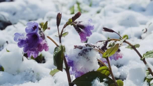 Lungörtsblommor Täckta Med Snö Och Nära Håll Vårens Vilda Blommor — Stockvideo