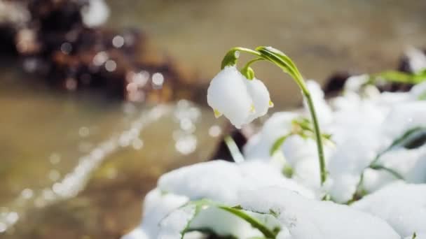 Las Primeras Flores Copo Nieve Primavera También Llaman Lirio Loddon — Vídeo de stock