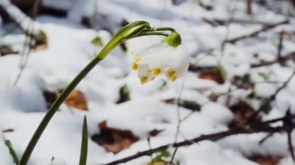Pierwsze Wiosenne Kwiaty Płatków Śniegu Zwane Również Loddon Lilia Lub — Wideo stockowe