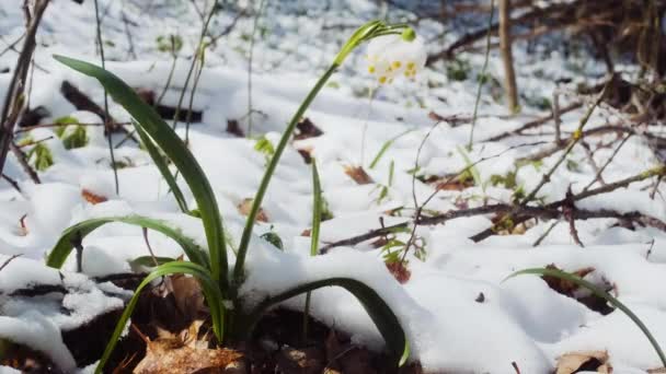 Las Primeras Flores Copo Nieve Primavera También Llaman Lirio Loddon — Vídeo de stock