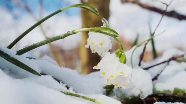 川の岸にある最初の春の雪の結晶の花は ロドンユリまたはルコジウム ヴェルナムとも呼ばれます 水の近くに春の花を咲かせます ヨーロッパの森の中で雪の結晶 — ストック動画
