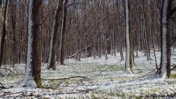 Wiosna Lesie Europejskim Wiosna Lesie Las Opadach Śniegu Topniejący Śnieg — Wideo stockowe