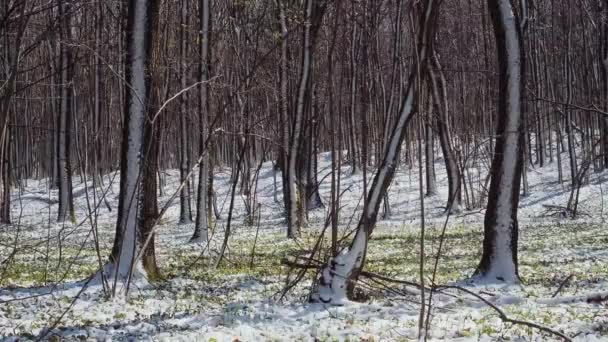 Avrupa Ormanlarında Bahar Mevsimi Ormanda Ilkbahar Kar Yağdıktan Sonra Orman — Stok video