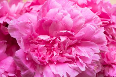 Şakayık ya da pembemsi pembe çiçek yaprakları. Paeonia 