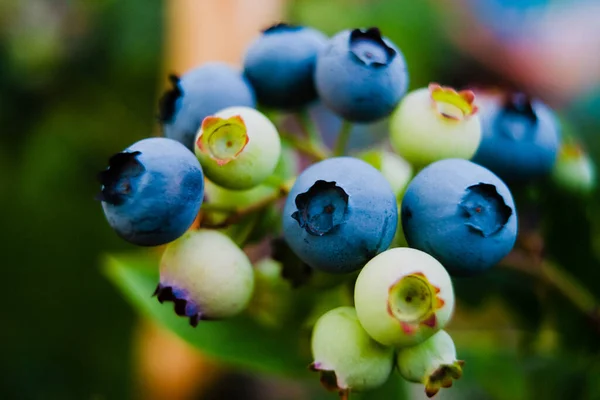 自家种植的覆盆子就在后院的近旁 灌木上有成熟的蓝莓 灌木或高大的蓝莓丛生植物 园中收获的蓝莓 — 图库照片