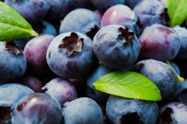 Çimenlerde yetişen yabanmersini yakından geliyor. Olgun yaban mersini ve yeşil yonca. Highbush, yaban mersini ya da uzun yabanmersini. Bahçede yabanmersini hasadı