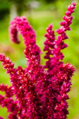 Çiçek açan kırmızı amaranth fabrikası. Amaranthus genellikle kırmızı ya da mor amaranth, prens tüyü ve Meksika tahıl amarantezi olarak bilinir. Sağlıklı, organik gıda konsepti