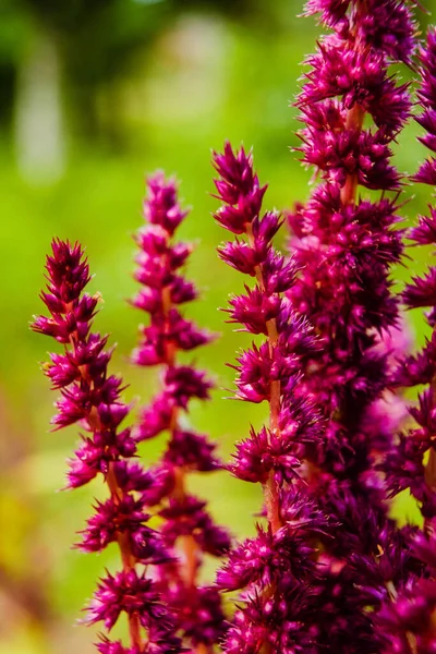 Çiçek açan kırmızı amaranth fabrikası. Amaranthus genellikle kırmızı ya da mor amaranth, prens tüyü ve Meksika tahıl amarantezi olarak bilinir. Sağlıklı, organik gıda konsepti